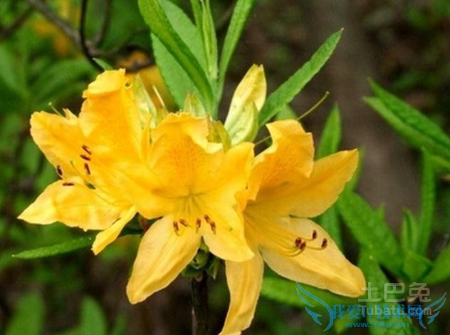 闹羊花价格 闹羊花价格