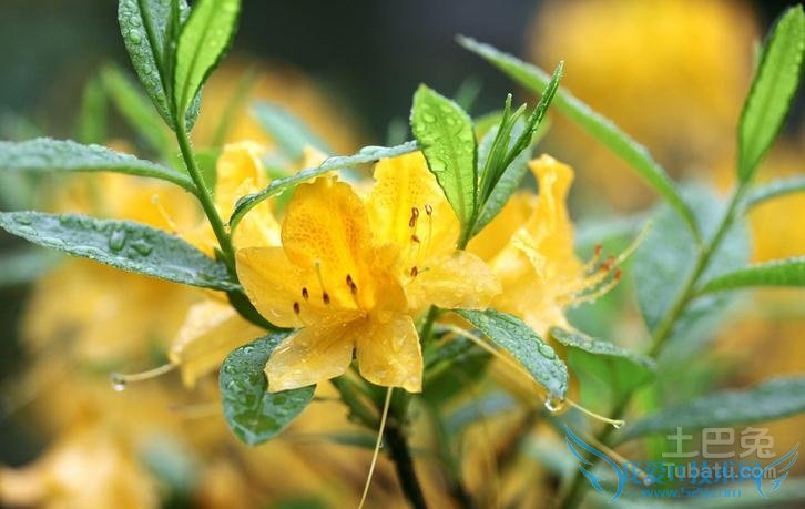 闹羊花价格 闹羊花价格