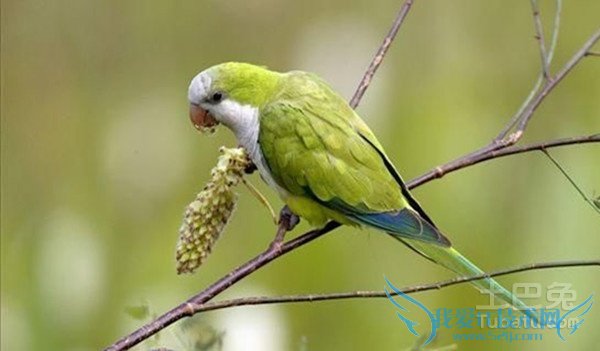 和尚鹦鹉繁殖