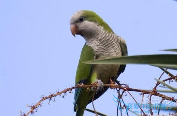 和尚鹦鹉繁殖