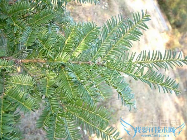 红豆杉种子图片