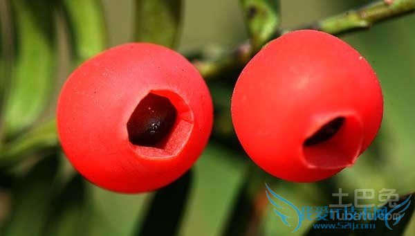 红豆杉种子图片