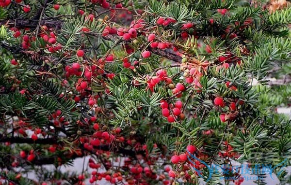 红豆杉种子图片