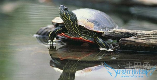 西部锦龟图片 西部锦龟图片