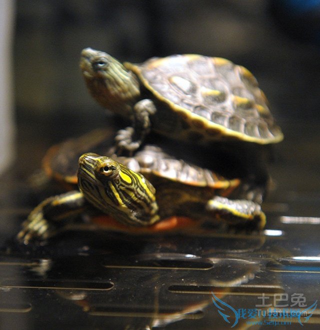西部锦龟图片 西部锦龟图片