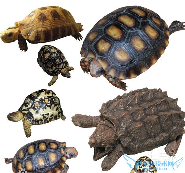 西部锦龟图片 西部锦龟图片