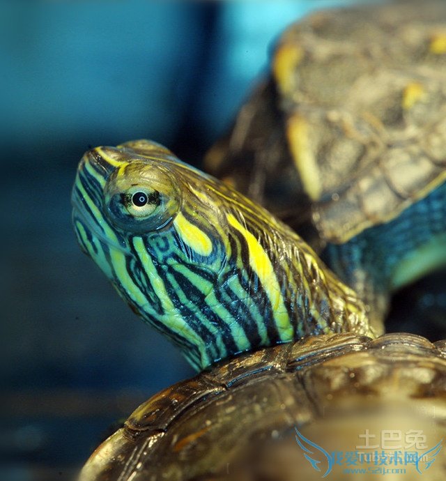西部锦龟图片 西部锦龟图片