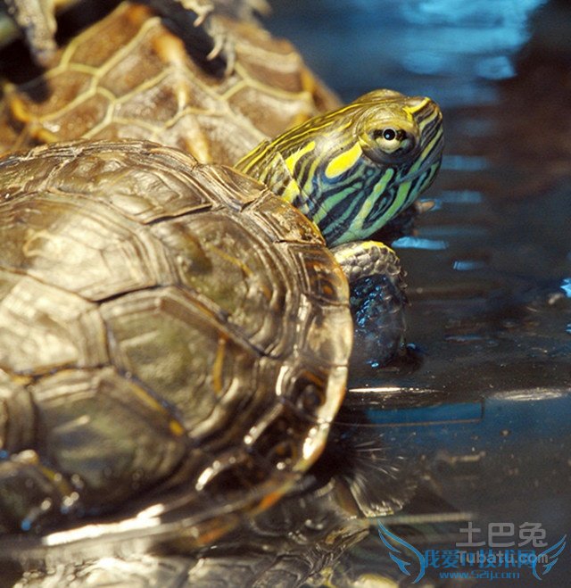 西部锦龟图片 西部锦龟图片