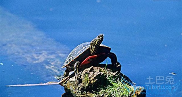 西部锦龟图片 西部锦龟图片