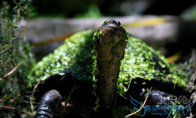 西部锦龟图片 西部锦龟图片