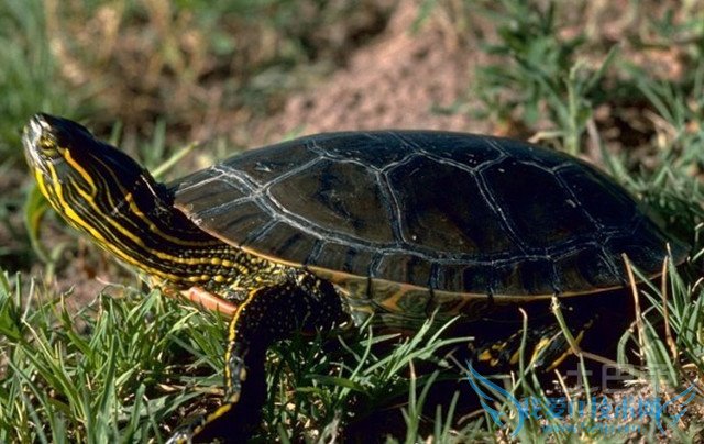 西部锦龟图片 西部锦龟图片