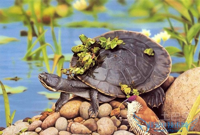 西部锦龟图片 西部锦龟图片