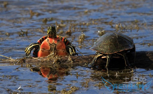 西部锦龟图片 西部锦龟图片