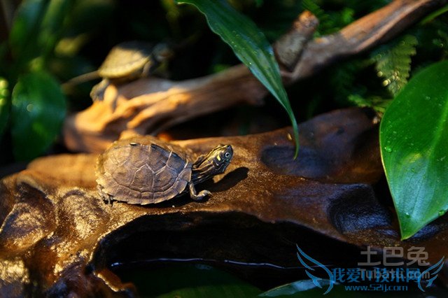 西部锦龟图片 西部锦龟图片