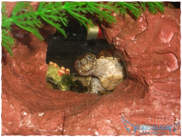 西部锦龟图片 西部锦龟图片