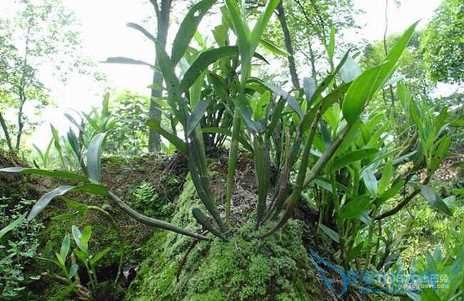 金钗石斛图片 金钗石斛