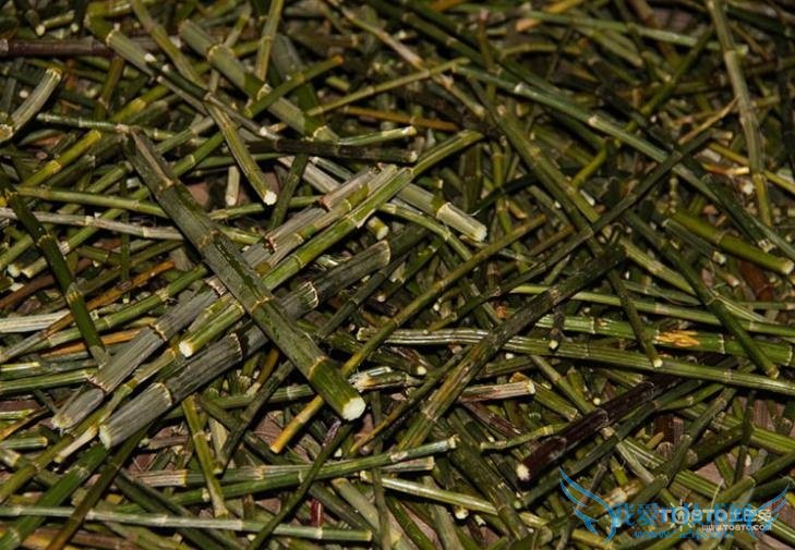 金钗石斛图片 金钗石斛