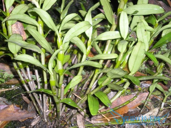 金钗石斛图片 金钗石斛