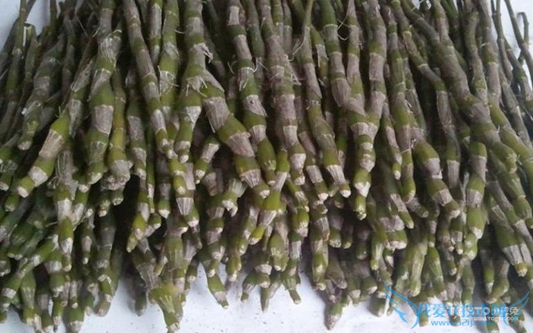 金钗石斛图片 金钗石斛