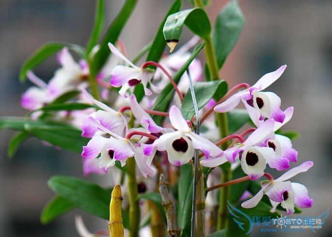 金钗石斛图片 金钗石斛