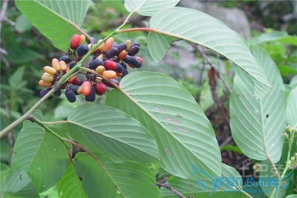 儿茶图片 儿茶图片