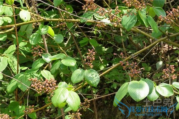 儿茶图片 儿茶图片