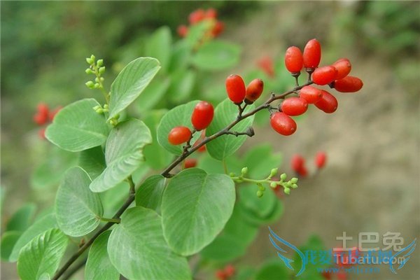 儿茶图片 儿茶图片