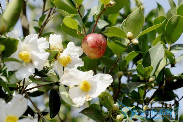 油茶果种植技术
