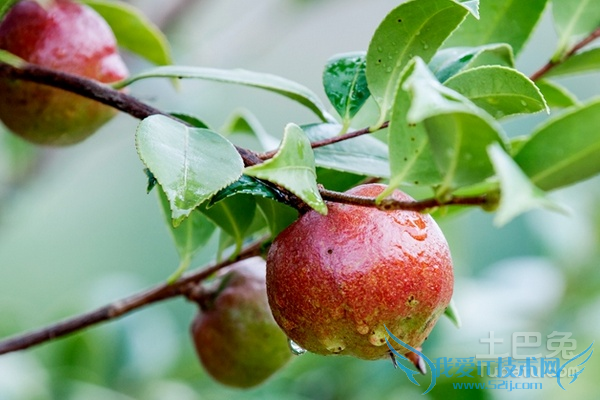 油茶果种植技术