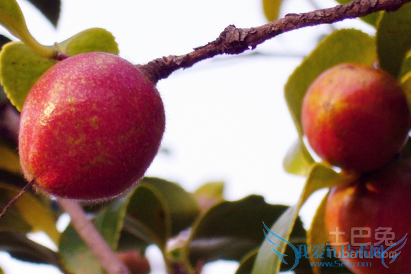 油茶果种植技术