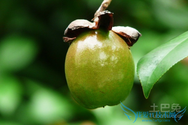 油茶果种植技术