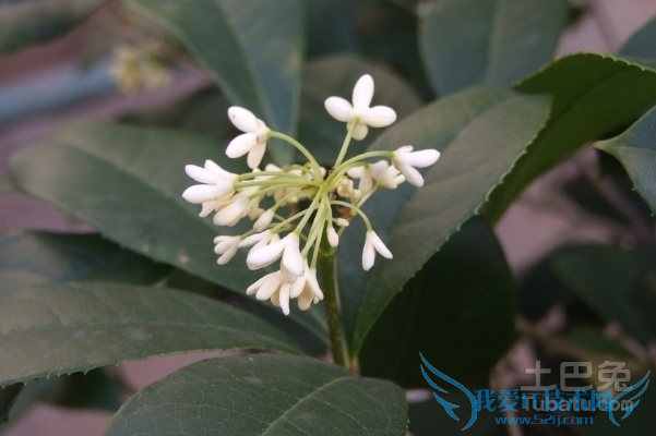 日香桂和月月桂的区别