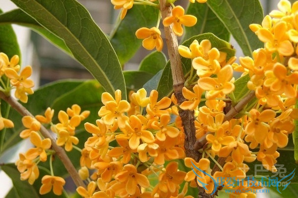 日香桂和月月桂的区别