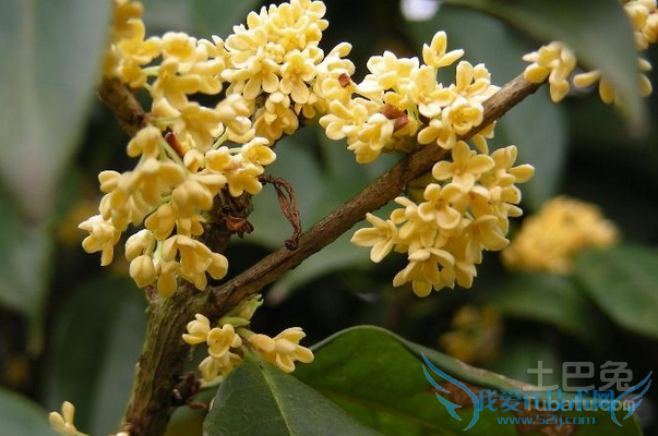 日香桂和月月桂的区别