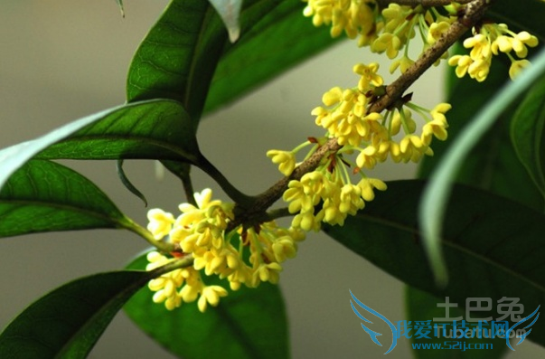 日香桂和月月桂的区别