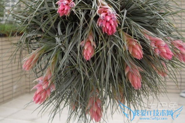 空气凤梨品种 空气凤梨品种