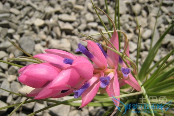 空气凤梨品种 空气凤梨品种