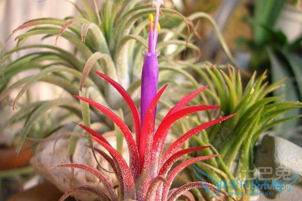 空气凤梨品种 空气凤梨品种