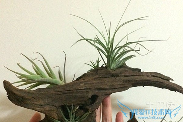 空气凤梨品种 空气凤梨品种