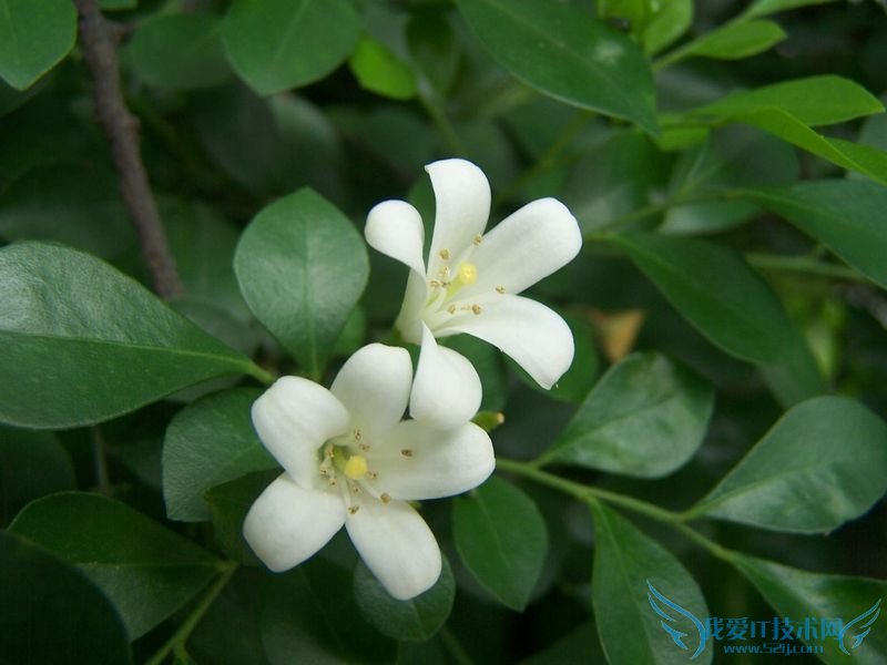 九里香的养殖方法 养殖达人来支招