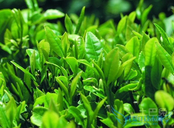 普洱茶生茶和熟茶的区别 普洱茶生茶和熟茶的区别