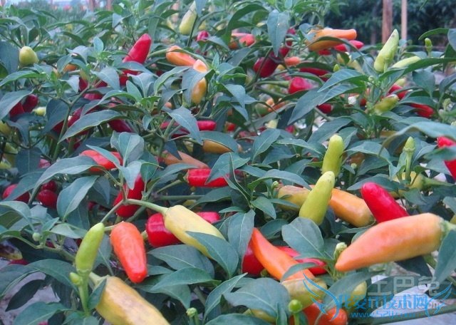 朝天椒价格