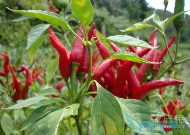 朝天椒价格