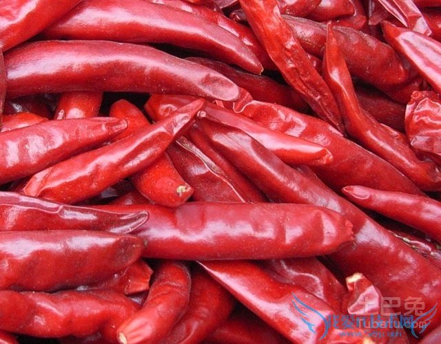 朝天椒价格