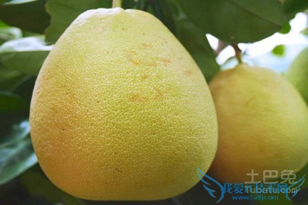 文旦柚的功效 文旦柚的功效