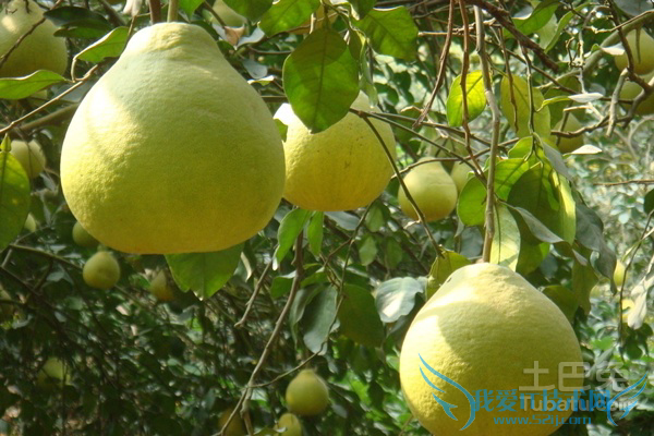 文旦柚的功效 文旦柚的功效