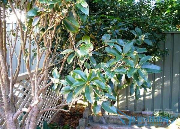 银桂种植 银桂种植