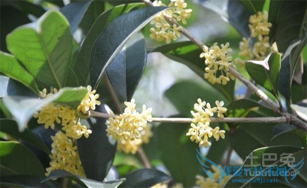 银桂种植 银桂种植