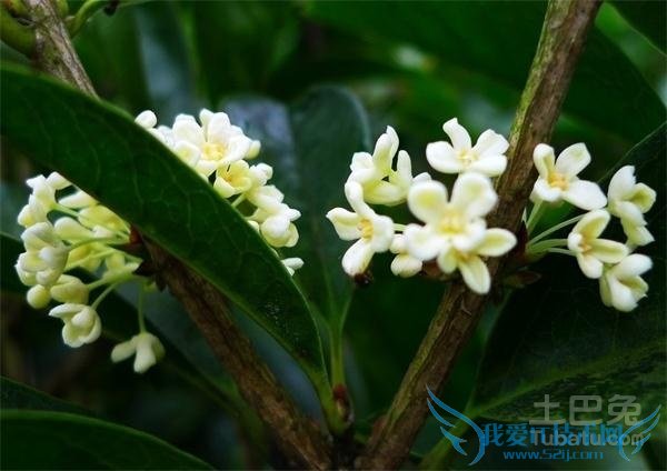 银桂种植 银桂种植