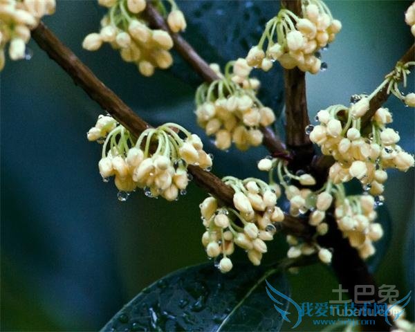 银桂种植 银桂种植